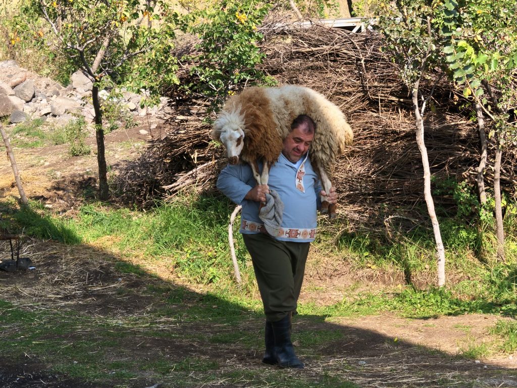A man in a pale blue embroidered tunic and high boots carries a sheep across his shoulders past a stack of brushwood and young trees.