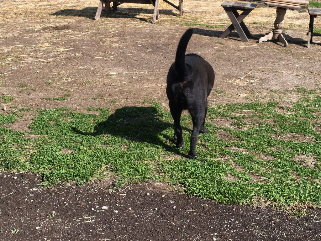 A black dog walks across a patch of green grass in the yard, with wooden benches and a table behind it.