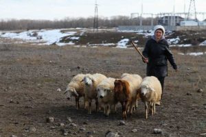 ArmeniaImm-sheepdrivergirl