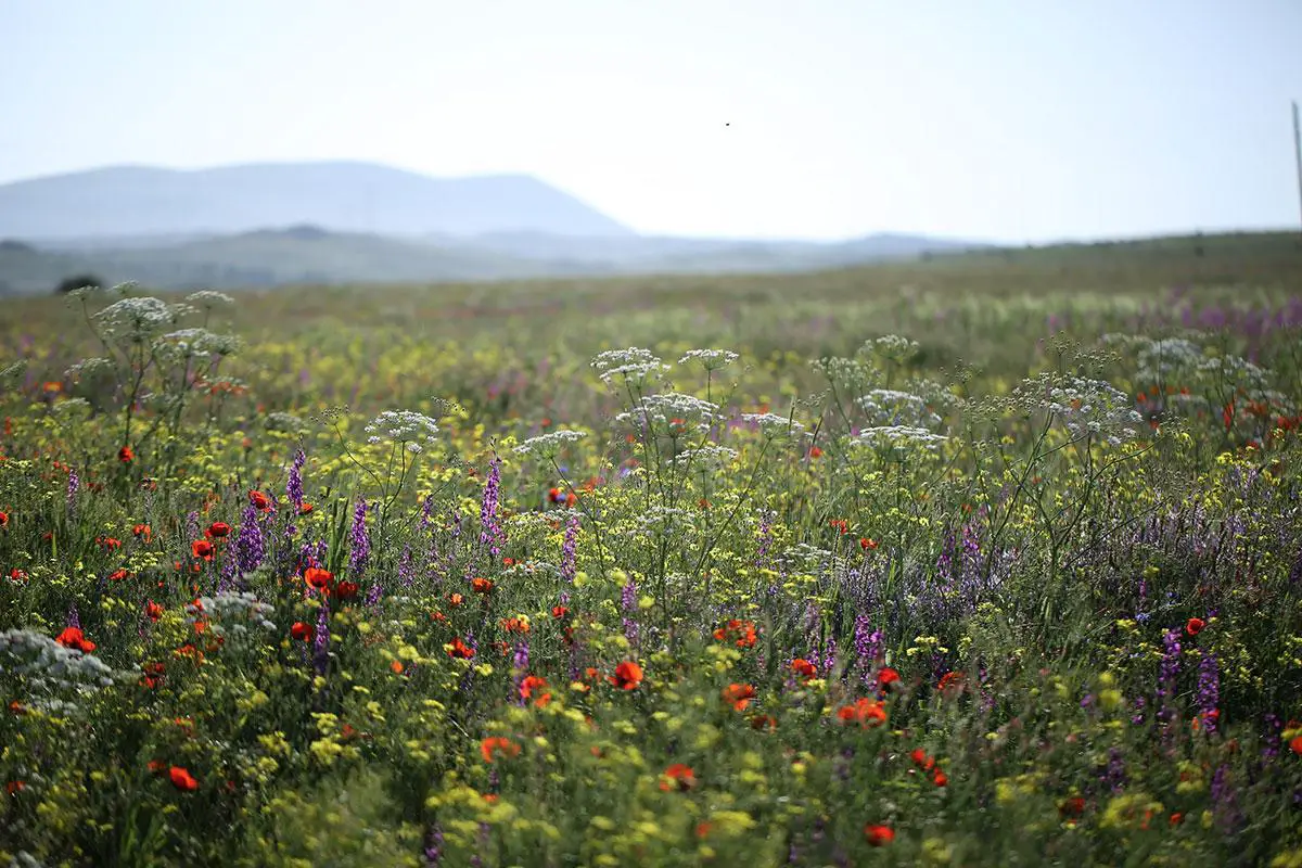 Armenian-wildflowers (Photo courtesy of Nairian)