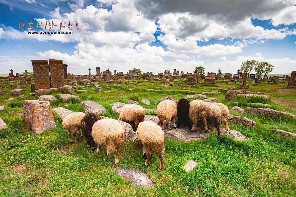 Sheep Shearing Festival in Armenia