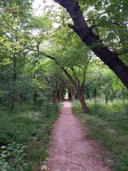 path in the woods