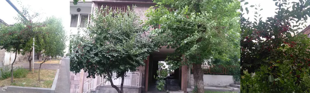 Viktor-Hambardzumyan-Street-Yerevan-mulberry-trees