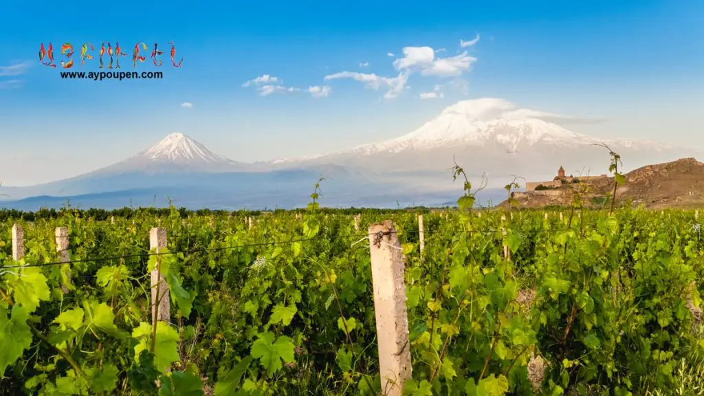 grape fields in armenia