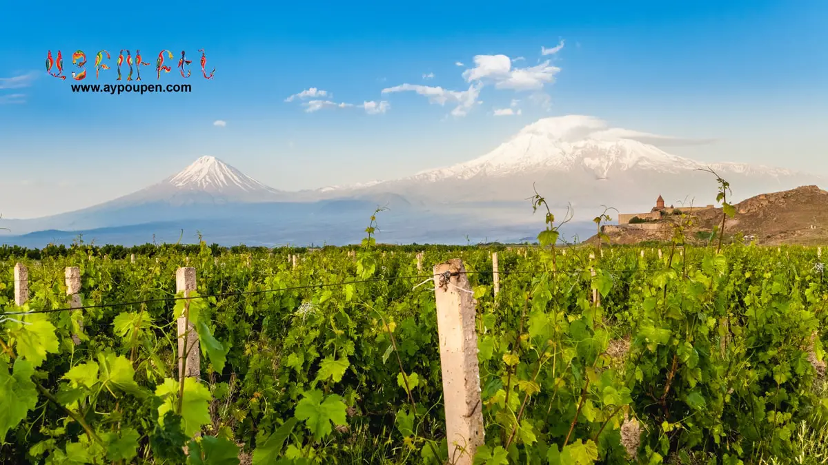 grape fields in armenia