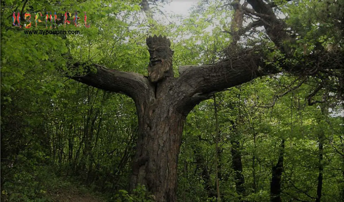A tree known as King of the Forest in Tavush 