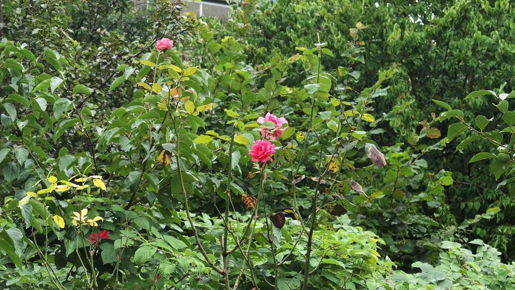 A garden at seven in the morning, roses growing against a window.