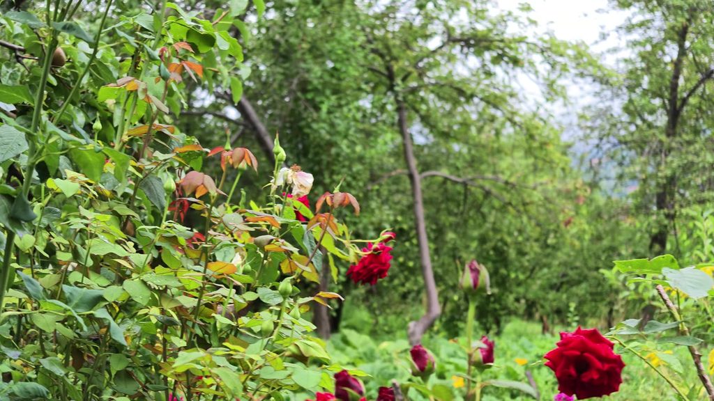 Deep red roses in the foreground of a garden, with an orchard of leafy trees behind them under an overcast sky.