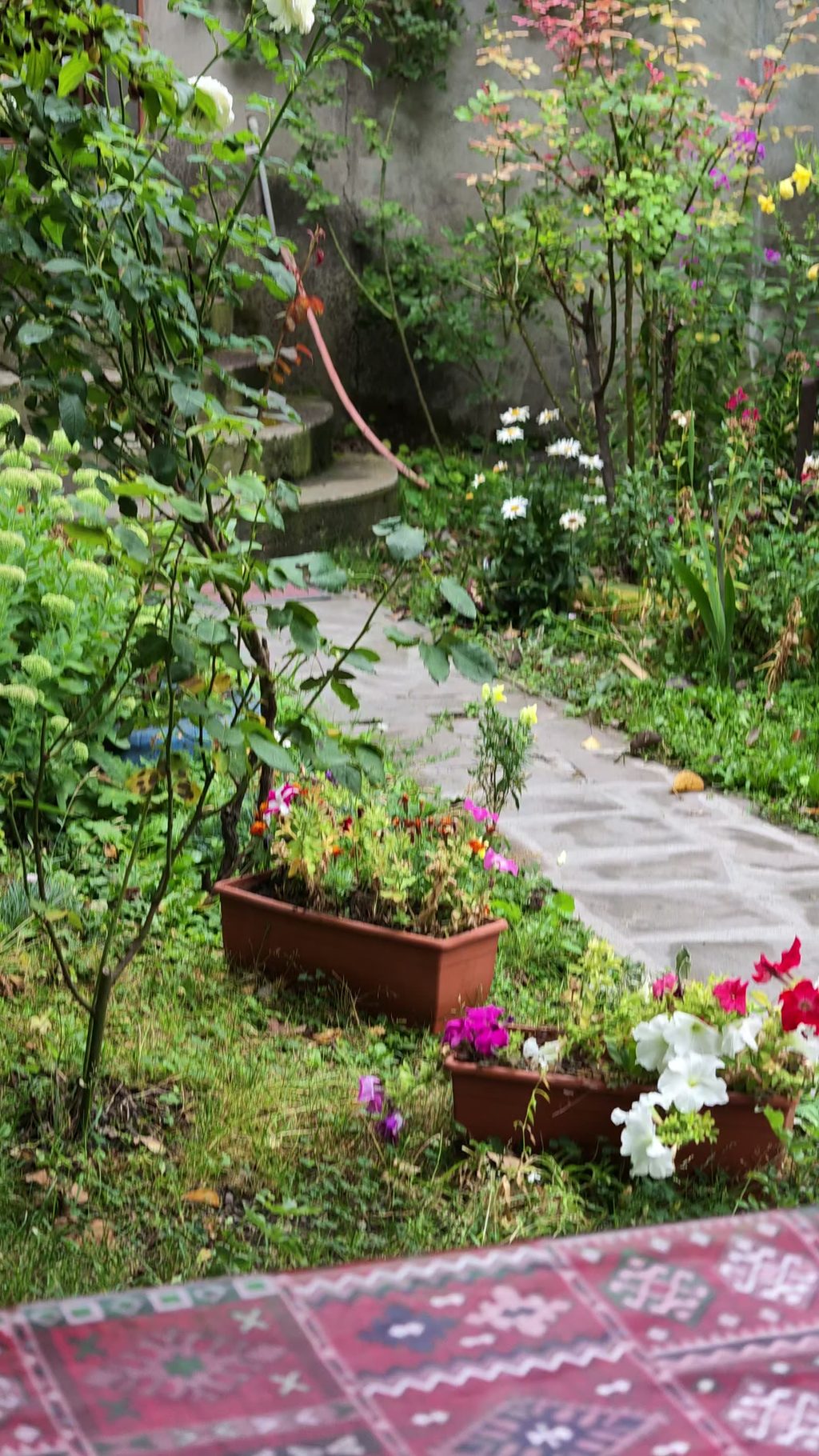 A courtyard garden with flower planters and a stone path, seen past the edge of a red patterned kilim.