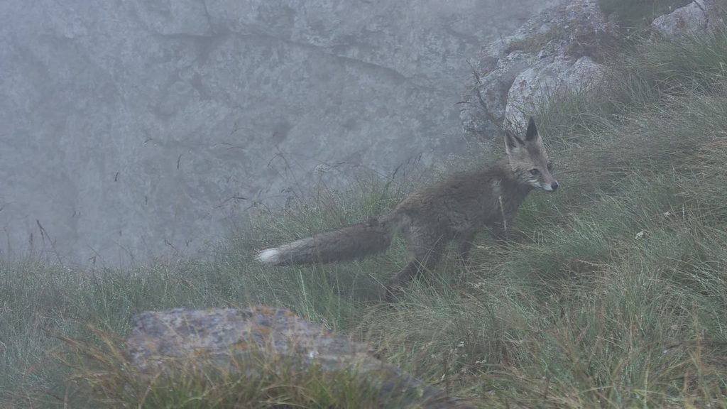 A fox with a grey-brown coat and a white-tipped tail walking through long grass among grey rocks in the fog.