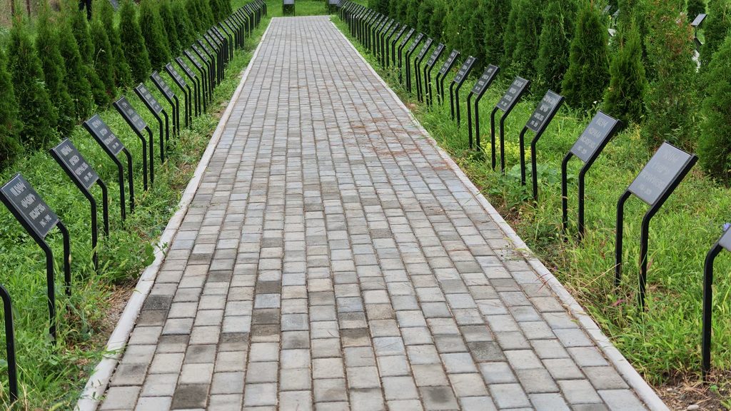 Young conifers planted in two straight rows down a grass slope.