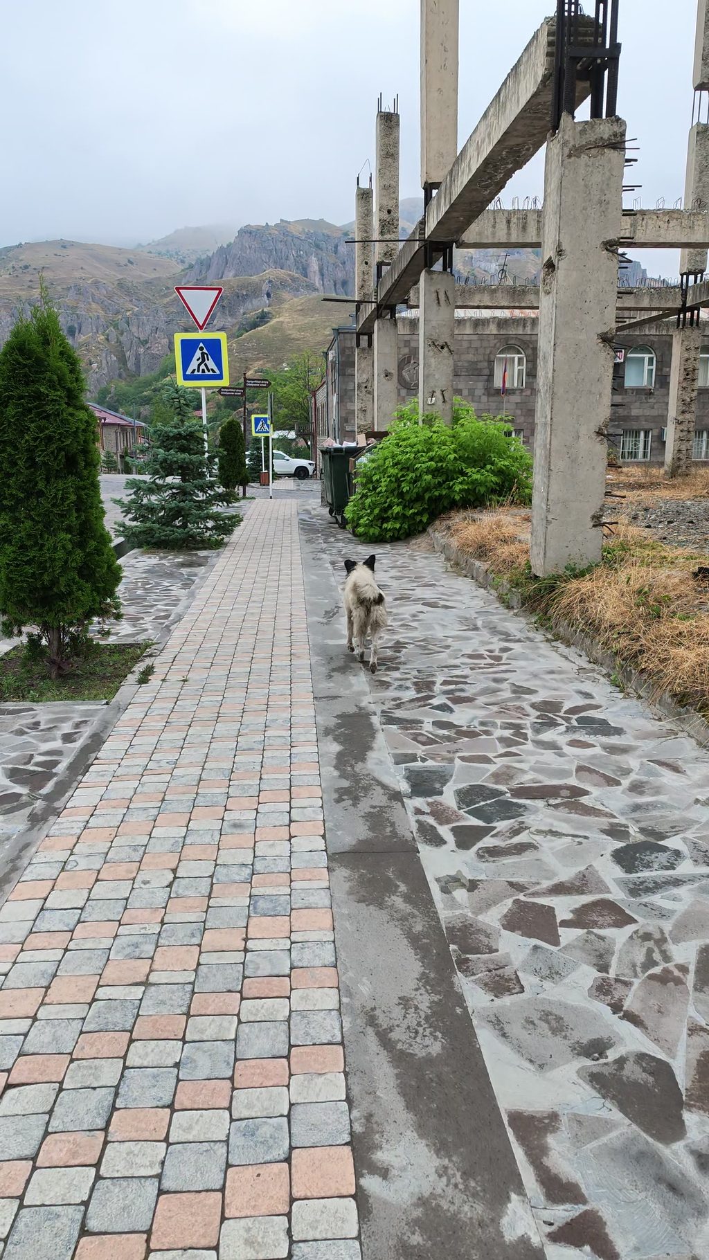 A pale stray dog trots ahead along a wet stone pavement towards misty rocky hills.