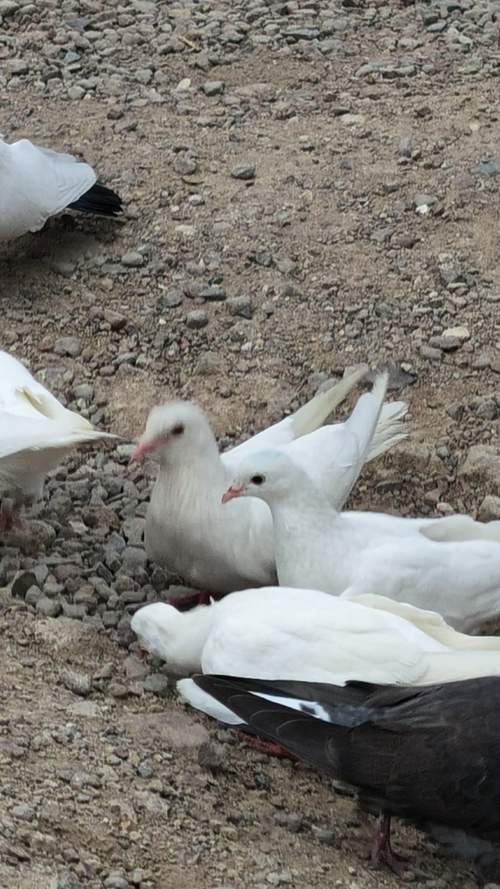 Doves on the stone paving of the monastery courtyard.