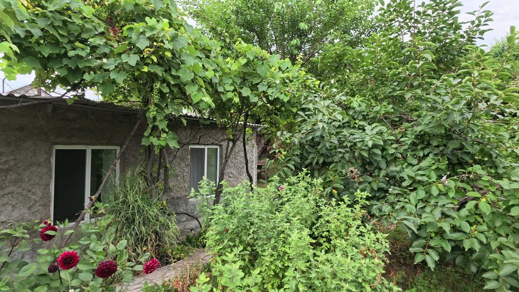 The garden at Gandzakar with a grapevine, roses and fruit trees.
