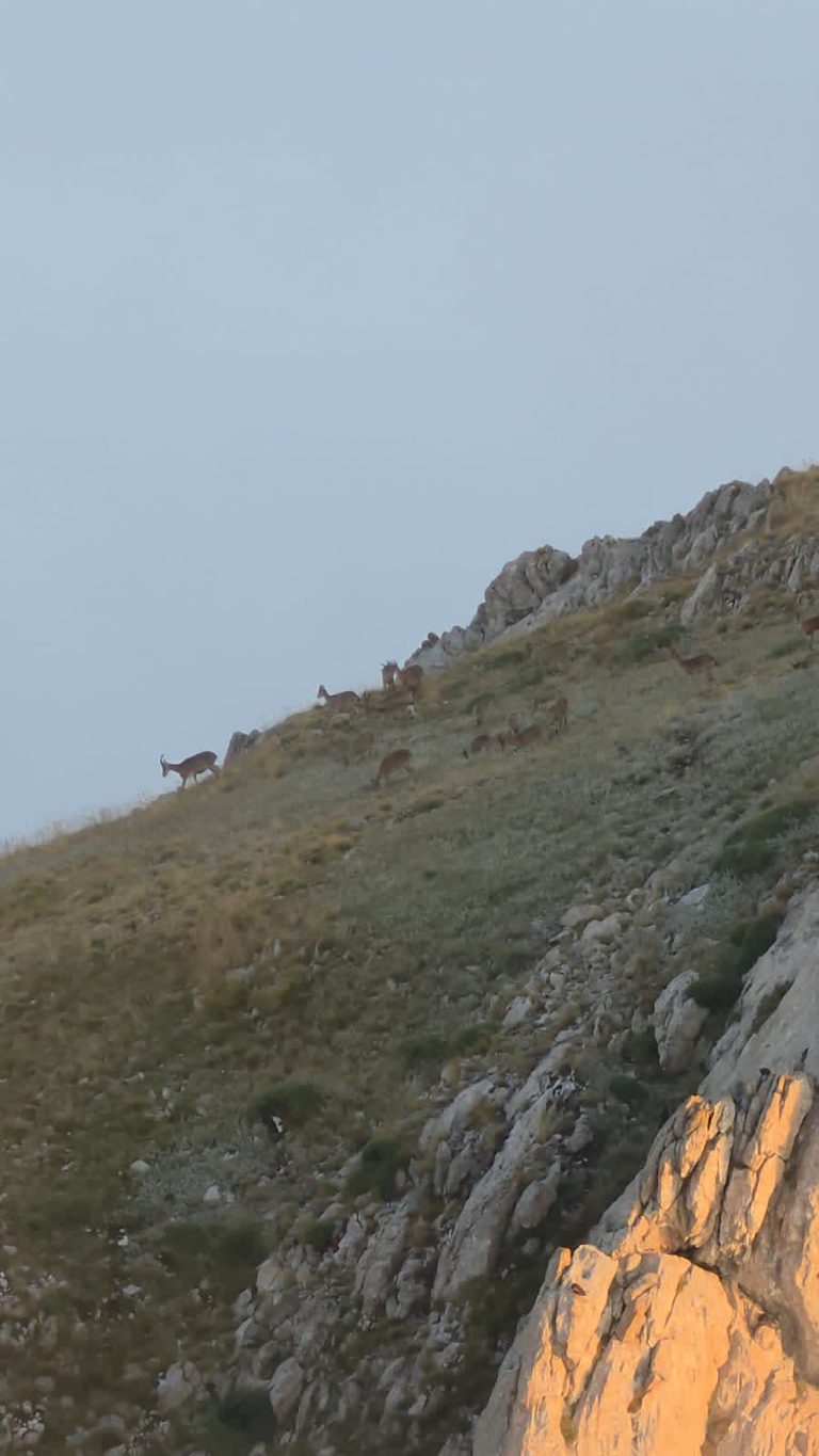 About a dozen goats grazing and walking along a steep grassy slope under a pale sky, the one on the left a male with long curved horns, with an orange-lit crag in the lower right corner.