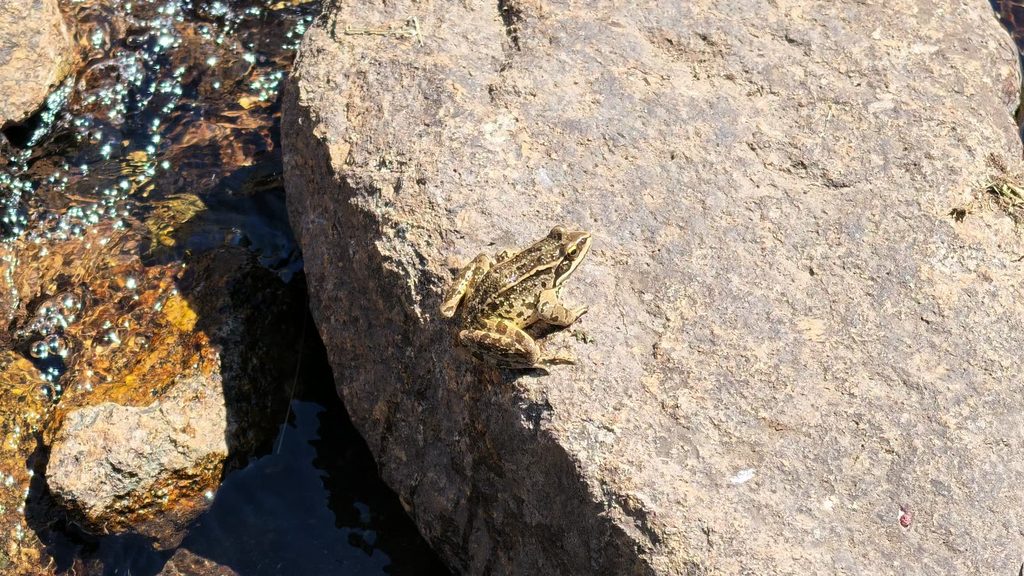 A small brown frog sitting on a sunlit rock beside dark, glittering water.