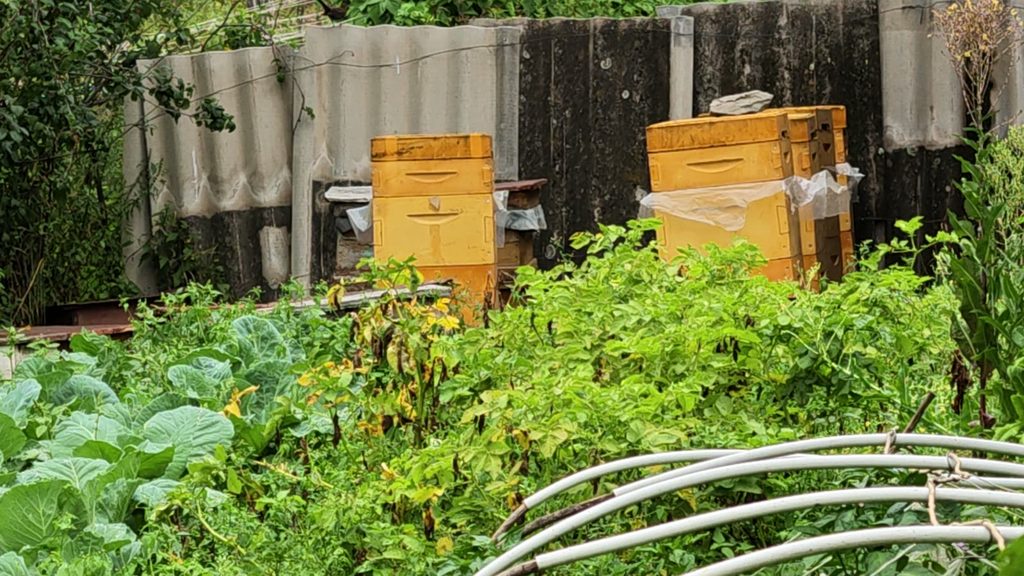 Yellow wooden beehives against a corrugated fence, one on the left and several in a row on the right partly wrapped in plastic sheeting, behind a vegetable garden with cabbages in the foreground.