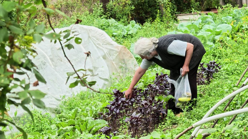 An older woman bending to pick purple basil in a green garden, a plastic bag in her hand.